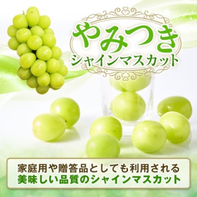 【2026年先行受付】やみつきシャインマスカット 1.5kg(3～4房)