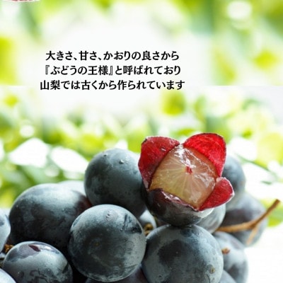 【2026年先行受付】産地直送 山梨市産 巨峰2房