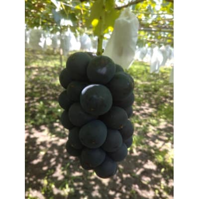 【2026年先行受付】産地直送 山梨市産 巨峰2房