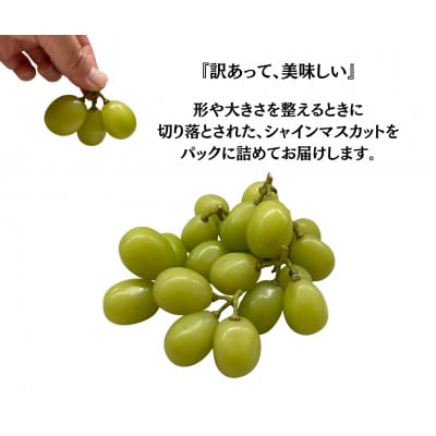 【2027年発送先行受付】訳あり 粒 シャインマスカット 約1kg