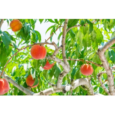 採れたて山梨市産 桃 2kg(5～8玉)