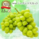 大人気!シャインマスカット秀 1.2kg(2～3房)