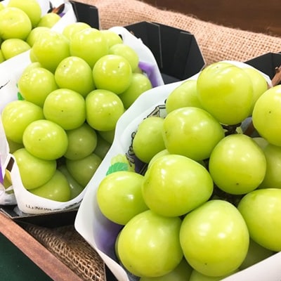 やみつきシャインマスカット 500g以上(1房)