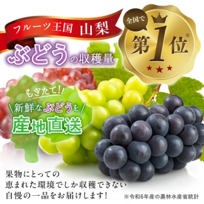 【2026年先行受付】やみつきシャインマスカット 500g以上(1房)