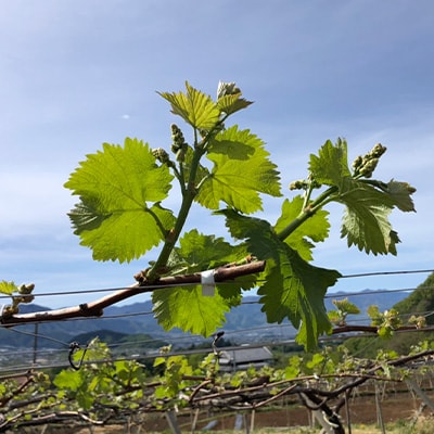 【2026年先行受付】やみつきシャインマスカット 2kg(3～5房)