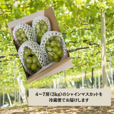 【2026年先行受付】やみつきシャインマスカット 3kg(4～7房)