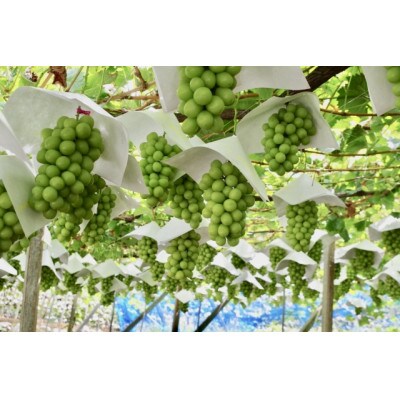 【2026年先行受付】大人気! シャインマスカット秀 2kg(3～5房)