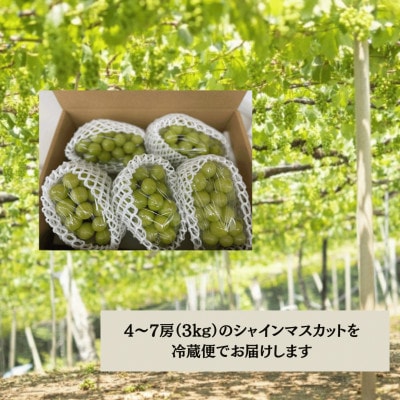 【2026年先行受付】大人気! シャインマスカット秀 3kg(4～7房)