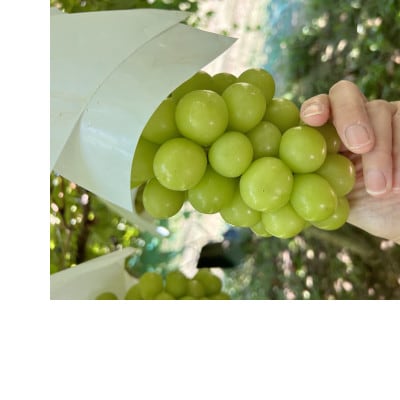 【2026年先行受付】大人気! シャインマスカット秀 3kg(4～7房)