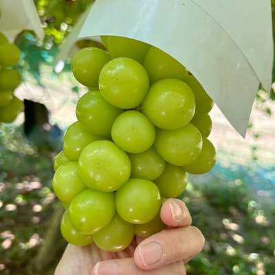 【2026年先行受付】大人気! シャインマスカット秀 3kg(4～7房)