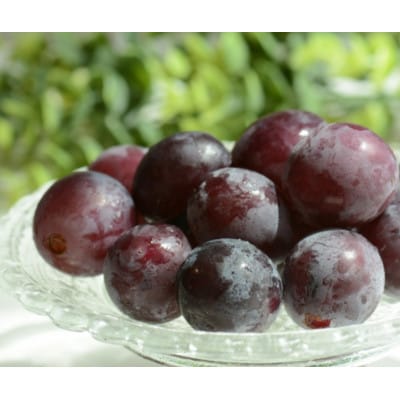 【2026年先行受付】訳あり カット シャインマスカット カット 巨峰 計1kg