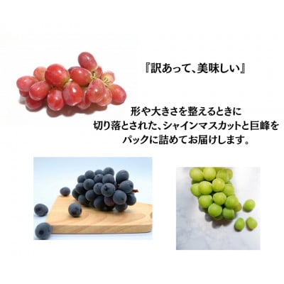 【2026年先行受付】訳あり 葡萄3品種 粒シャインマスカット 黒ぶどう 赤ぶどう 計1kg