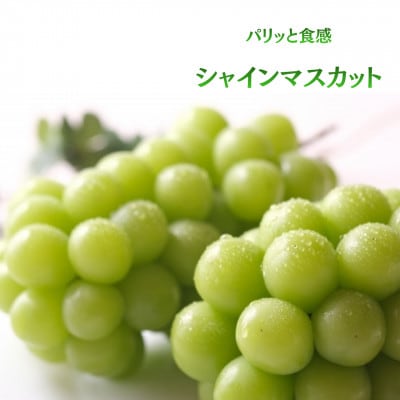 【発送月固定定期便】【2026年先行受付】旬のフルーツ定期便　桃2kg・シャインマスカット全2回