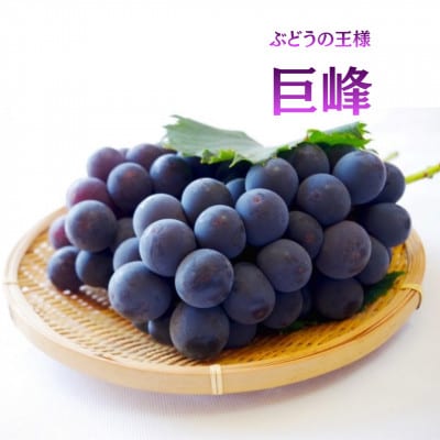 【発送月固定定期便】【2026年先行受付】フルーツ定期便 桃2kg 巨峰1kg シャイン1kg全3回