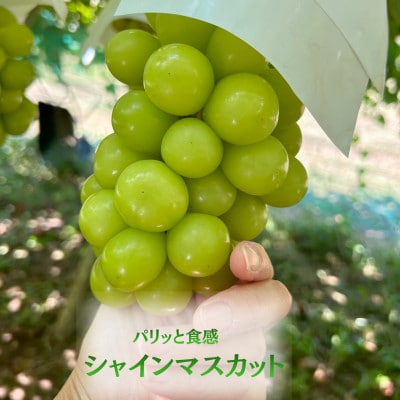 【発送月固定定期便】【2026年先行受付】フルーツ定期便 桃2kg 巨峰1kg シャイン1kg全3回