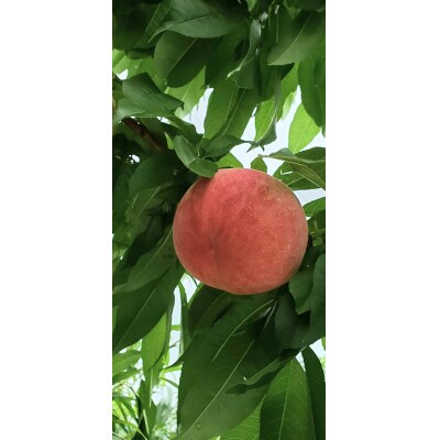 農家直送の桃　2kg