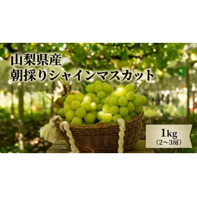 【2027年発送　先行受付】農家直送のシャインマスカット1kg