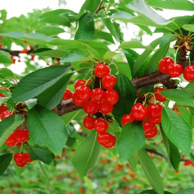 垣根栽培さくらんぼ　紅秀峰2Lサイズ　1kg(500g×2パック入り)バラ詰め