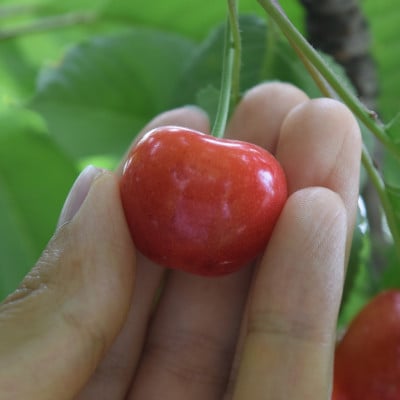 垣根栽培さくらんぼ　紅秀峰2Lサイズ　1kg(500g×2パック入り)バラ詰め