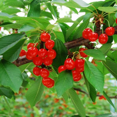垣根栽培さくらんぼ　紅秀峰2Lサイズ　500g　バラ詰め