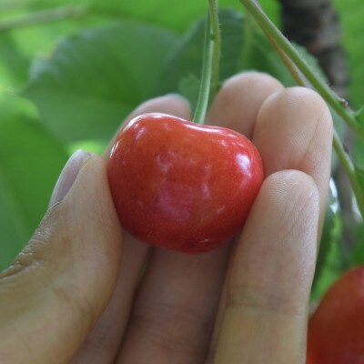 垣根栽培さくらんぼ　紅秀峰2Lサイズ　500g　バラ詰め