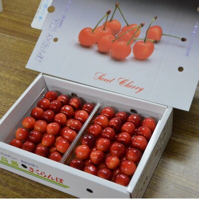 垣根栽培さくらんぼ　紅秀峰　1kg(500g×2パック入り)並べ詰め