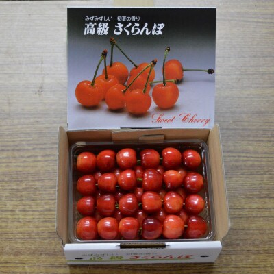 垣根栽培さくらんぼ　紅秀峰　500g並べ詰め