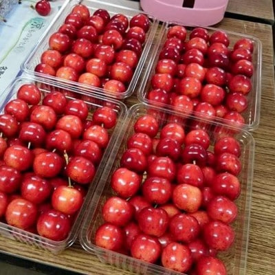 垣根栽培さくらんぼ　紅秀峰　500g並べ詰め