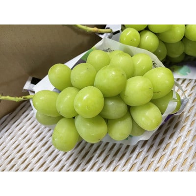 【農家直送】山梨産シャインマスカット　2房(約1kg)