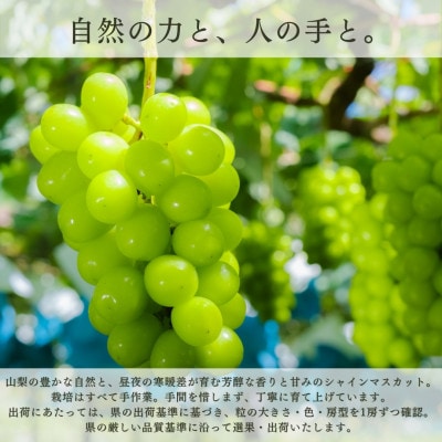 【2026年発送 先行受付】フルーツ王国山梨県産シャインマスカット 3房～4房 2.2kg以上