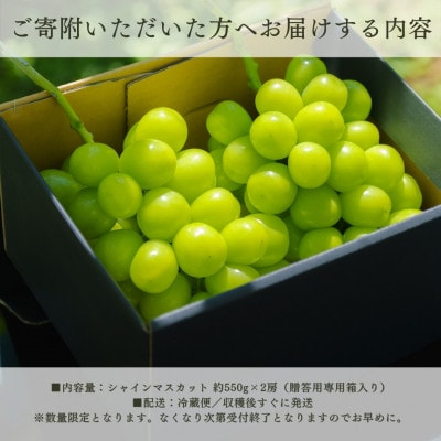 【2026年発送 先行受付】シャインマスカット 2房 1.1kg以上 山梨県 山梨市産