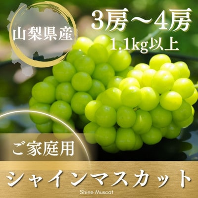【2026年発送 先行受付】ご家庭用シャインマスカット 3房～4房1.1kg以上 山梨県 山梨市産