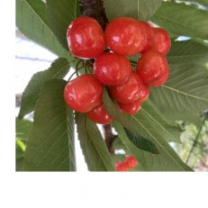 【先行受付】山梨県産さくらんぼ　紅秀峰(500g)バラ詰め | ふるさと納税のお礼品