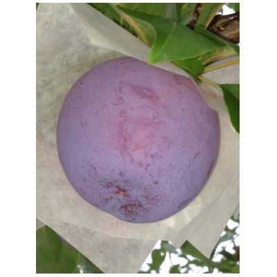 貴陽(すもも)1ケース【約1.5kg　7～9玉】