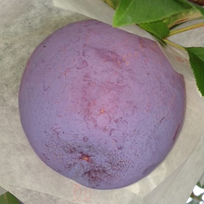 貴陽(すもも)1ケース【約1.5kg　7～9玉】