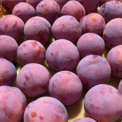 貴陽(すもも)1ケース【約1.5kg　7～9玉】