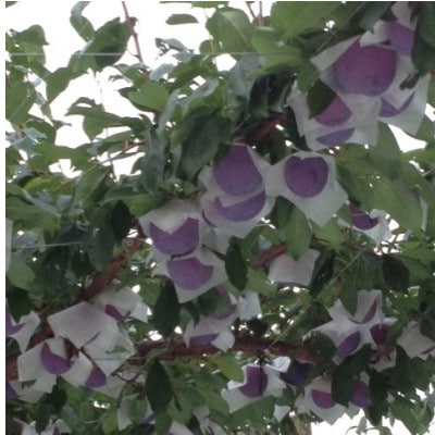 貴陽(すもも)1ケース【約1.5kg　7～9玉】