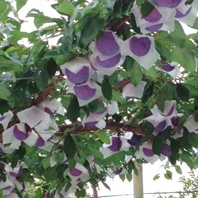 貴陽(すもも)1ケース【約1.5kg　7～9玉】