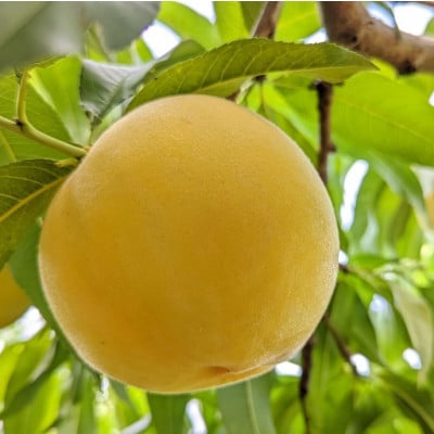 山梨市産　白桃と黄金桃の食べ比べセット　約2kg(5～8玉)