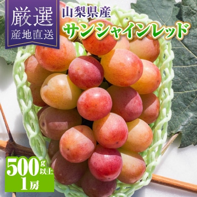 【2026年発送】サンシャインレッド1房(500g以上)