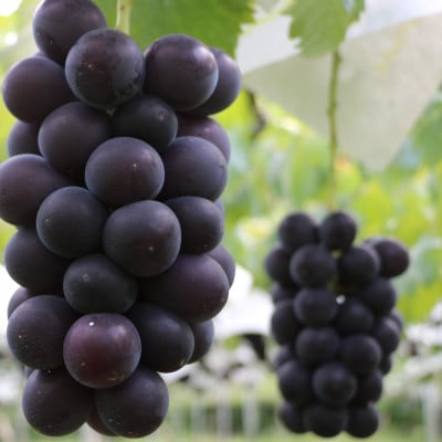 【2026年先行予約】山梨市産　巨峰　約1kg(2～3房)