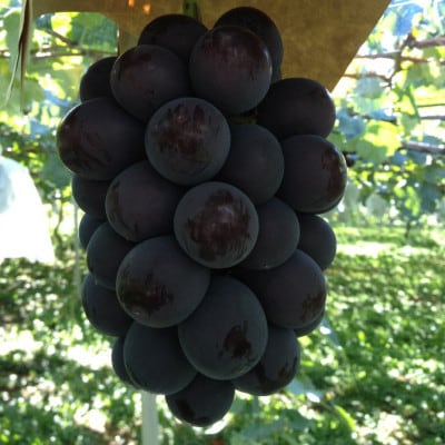 【2026年先行予約】山梨市産　巨峰　約1kg(2～3房)