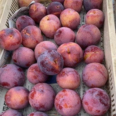 【先行受付】訳ありプラム(すもも) 約1.2kg(6～12個)