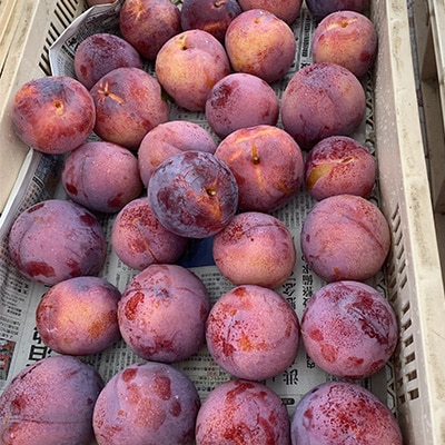 【先行受付】訳ありプラム(すもも) 約1.2kg(6～12個)