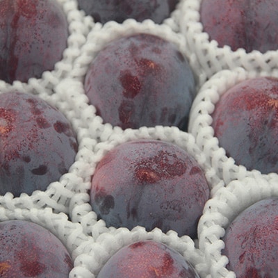 【先行受付】訳ありプラム(すもも) 約1.2kg(6～12個)