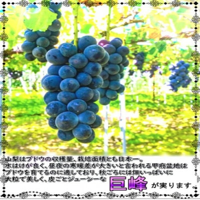 安心のクール便発送　山梨県産巨峰 2kg(3～4房)