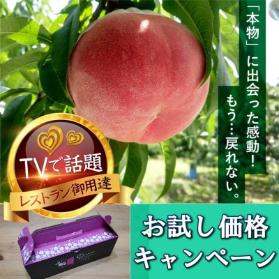 【見逃し厳禁】今逃せば1年待ち4連続TV出演『樹上完熟ブランド桃』2025年7月下旬より発送