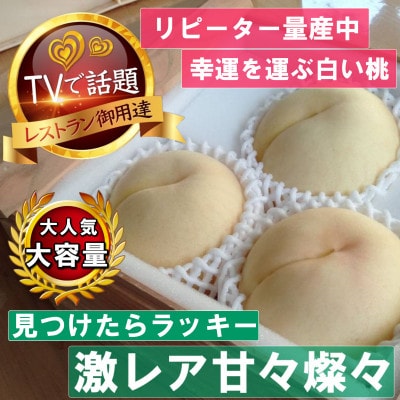 《激レア縁起深い白い桃の甘々燦々》人気品種指定ギフト4年連続TV出演話題ブランド2025年8月下旬～