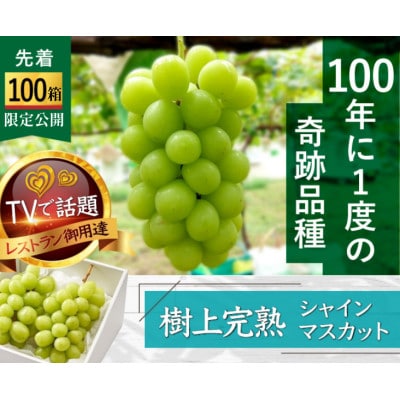 【海外ミシュラン御用達】先着100箱限定『樹上完熟シャインマスカット』5年連続メディア出演小野桃園