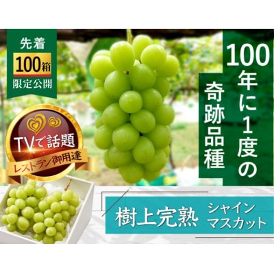 【先着100箱限定】ギリギリまで完熟させた市場に出回らない『樹上完熟シャインマスカット』約2kg